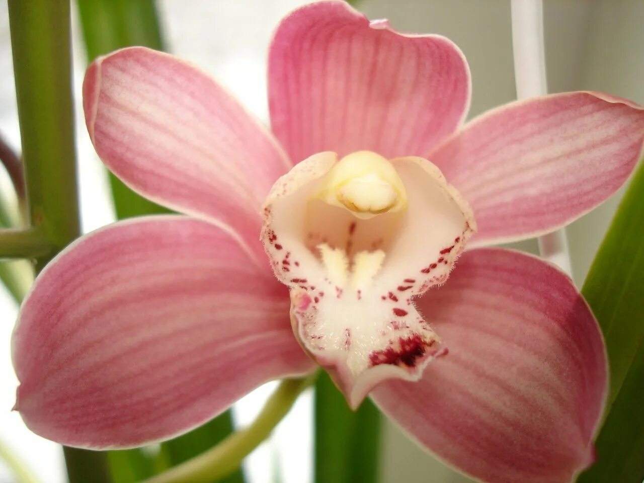 Орхидея цимбидиум как ухаживать. Орхидея Cymbidium. Цветок Цимбидиум. Кустовая Орхидея Цимбидиум. Цимбидиум розовый.