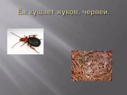 Проглотил жука
