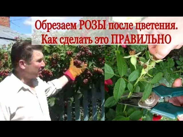 Розы отцвели надо ли срезать бутоны. Обрезка роз после цветения. обрезка роз летом после цветения. правильная обрезка роз после цветения. как правильно обрезать отцветшие розы.