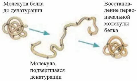Последовательность процесса денатурации белка