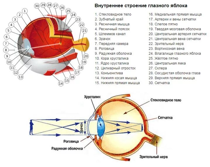 Оболочки и содержимое глазного яблока. Основные структурные элементы глазного яблока. внутренние структуры глазного яблока спереди назад. строение основных функциональных аппаратов глазного яблока. схема строения глазного яблока строение оболочек.