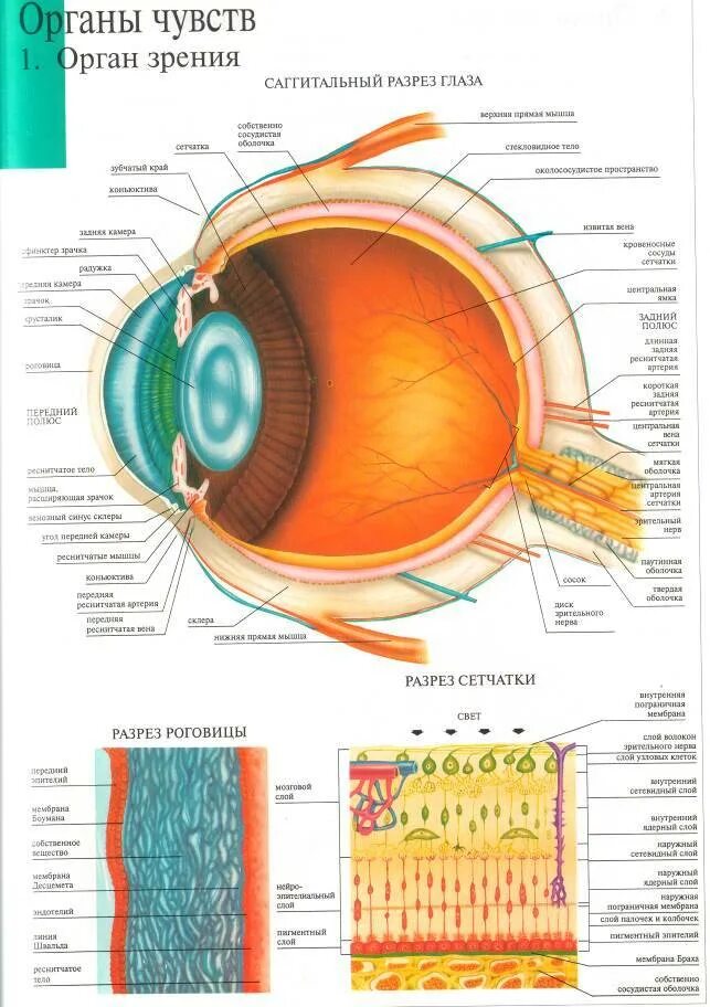 Органы человека глаза. Строение глаза сбоку. Орган зрения глаз строение.