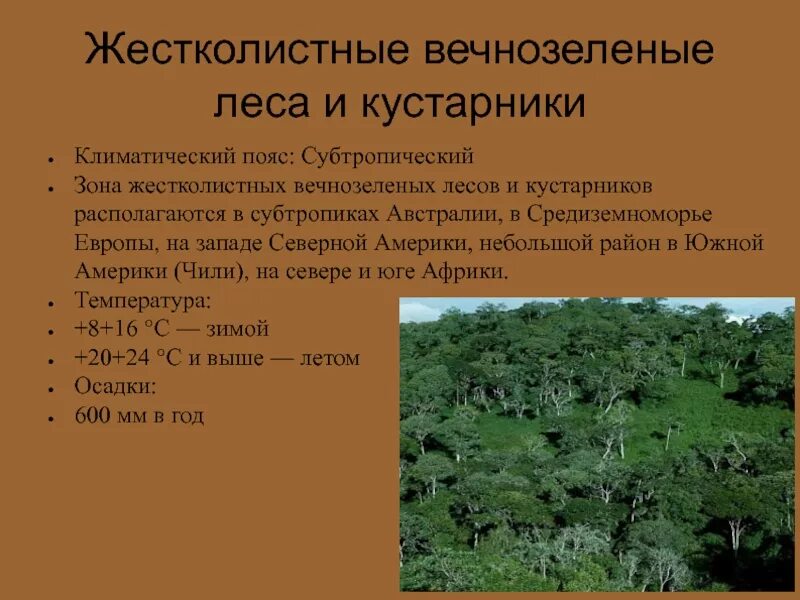 Климат жестколистных вечнозеленых