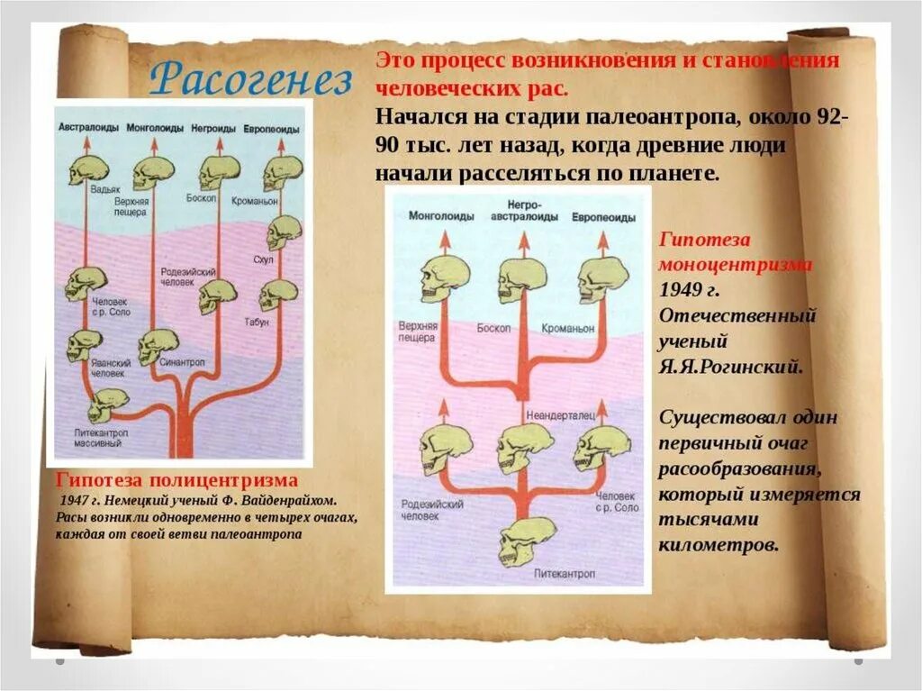 Происхождение человека человеческие расы. Гипотезы возникновения рас человека. Процесс возникновения и становления человеческих рас. Происхождение рас схема. Полицентрическая теория возникновения рас.