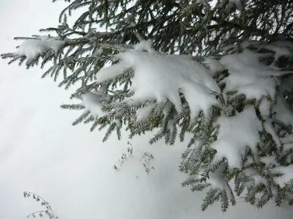 Маленькие елочки в снегу