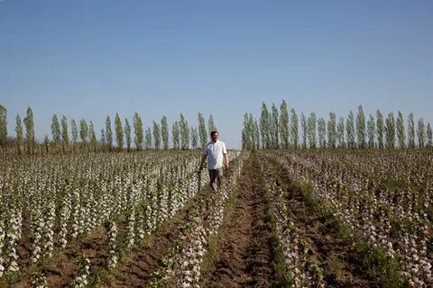 Выращивание на урале отзывы