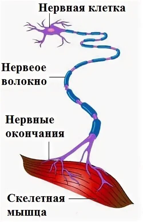 Обеспечивает иннервацию скелетных мышц. Иннервация скелетных мышц. нервная регуляция сокращения скелетных мышц. нервный тик мышечного сокращения. иннервация волокон скелетных мышц моторная единица.