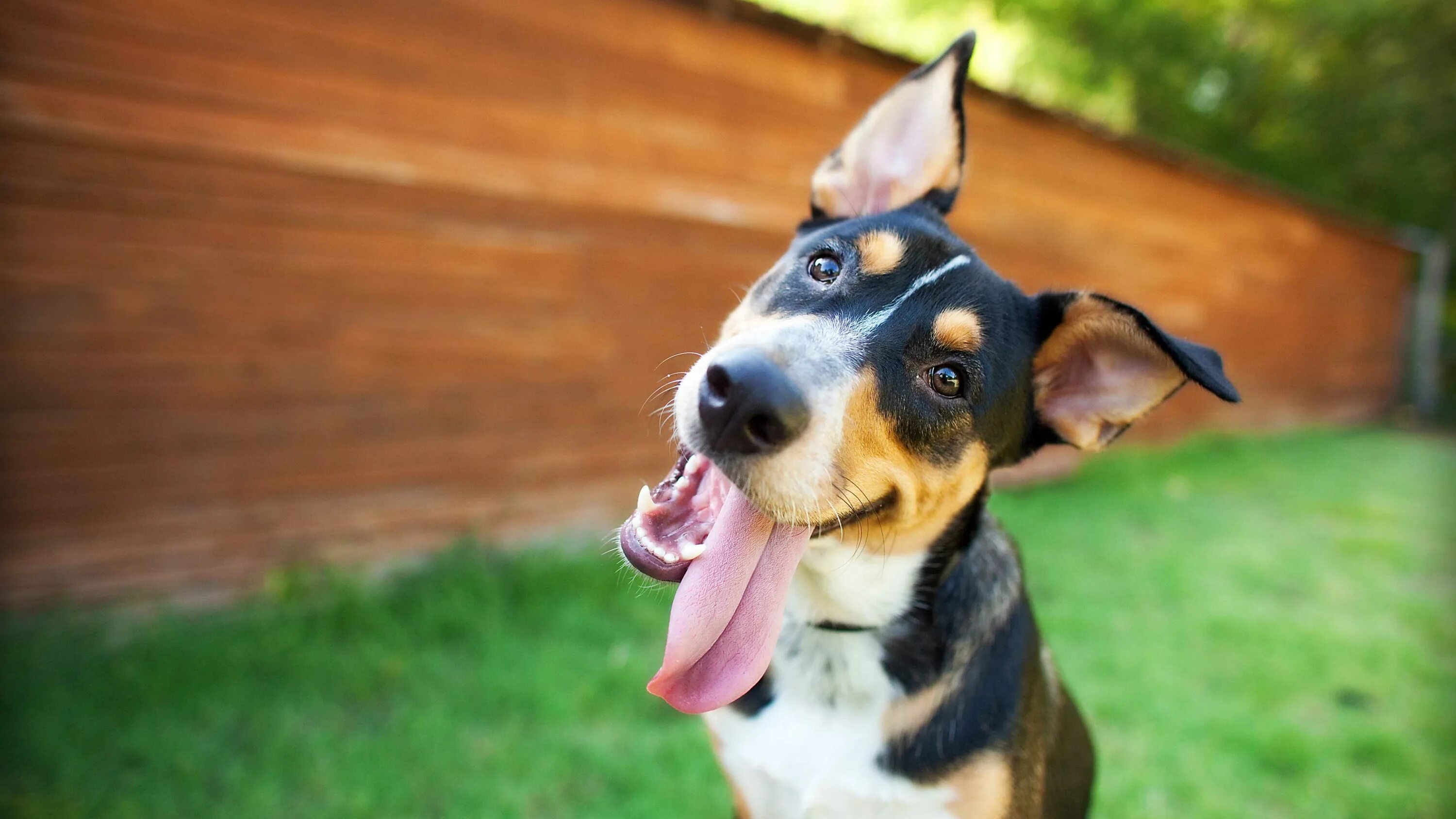 Собака поворачивает голову в сторону резкого звука. Собака. Смешные собаки. Счастливая собака. Собака с высунутым языком.