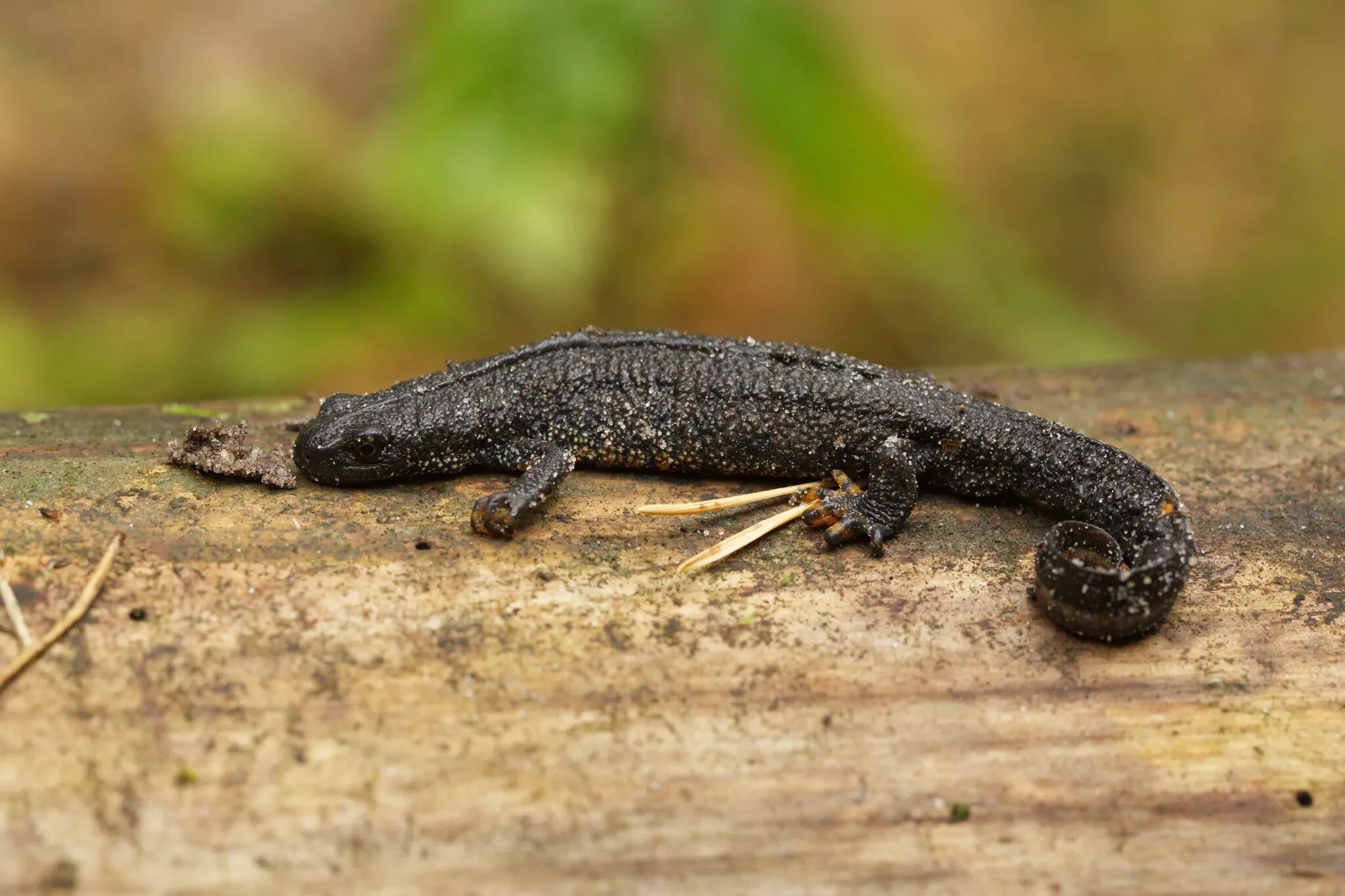 Тритон болотный. Обыкновенный тритон ланца triturus vulgaris lantzi. Гребенчатый тритон. Обыкновенный тритон. Обыкновенный тритон ланца.