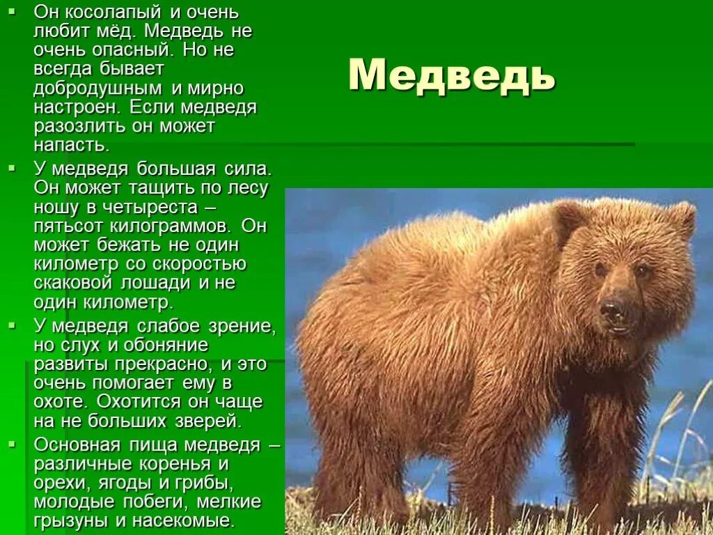 Информация о медведе. Медведь косолапый. Доклад о медведях. Доклад о животных нашего края. Описание медведя по плану