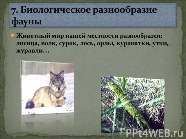 Описать фауна и фауна: найдено 84 изображений