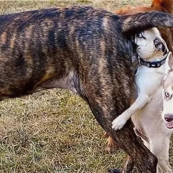 Собака принюхивается. Собаки обнюхивают друг друга. Собаки обнюхивают друг друга. Собаки нюхают под хвостом. Собаки нюхают под хвостом.