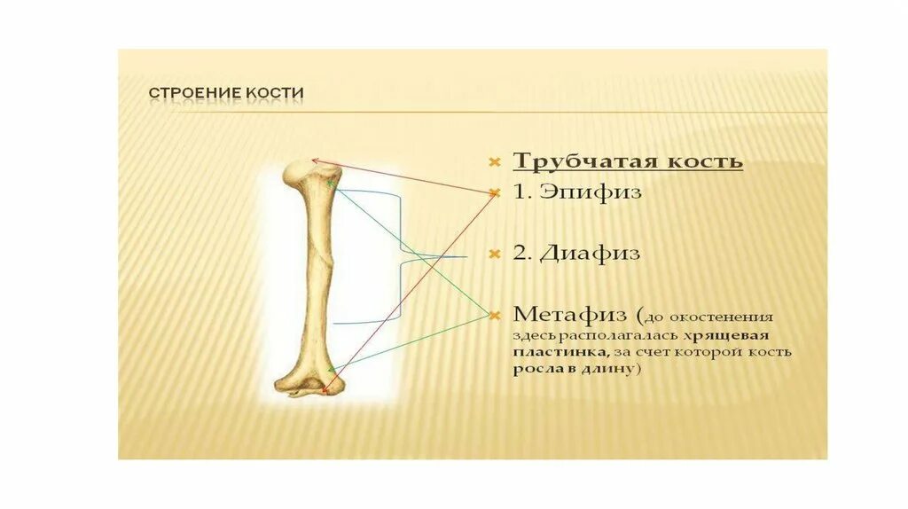 За счет чего растет кость. Проксимальный метафиз бедренной кости. Строение трубчатой кости эпифиз диафиз. Эпифиз метафиз диафиз. Анатомия кости эпифиз метафиз.