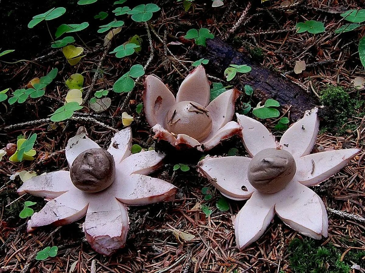 Звездовик сводчатый (geastrum fornicatum). Звездовик сводчатый. Звездовик (geastrum). Звездовик сводчатый. Гриб звездовик сводчатый.