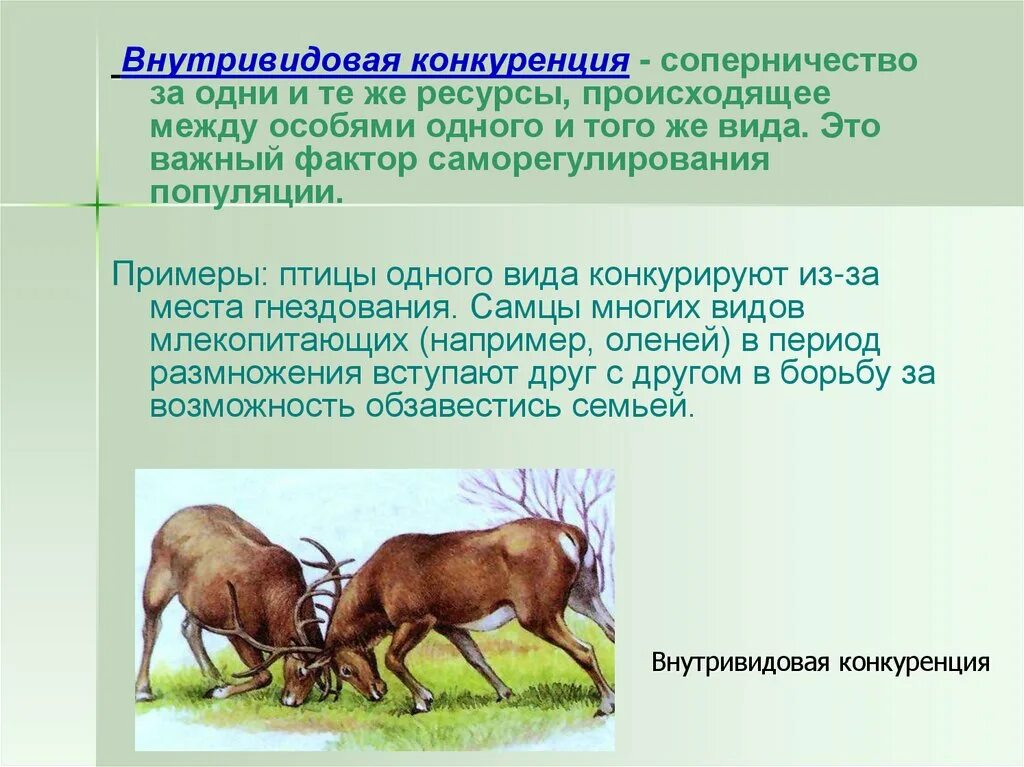 Взаимо связывающая. Внутривидовая конкуренция это в биологии. Внутривидовая и межвидовая конкуренция. Внутривидоваяконгкуренция. Внутривидовая конкуренция примеры.