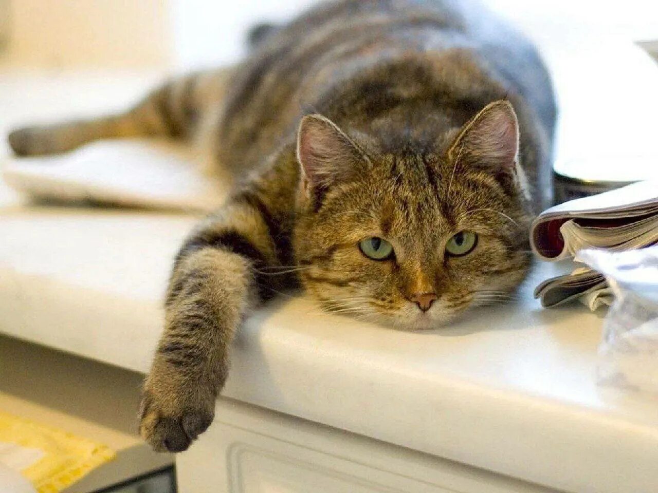 День ничего праздник. Целый день. Ленивый. День ничего праздник. Книга мятная сказка.