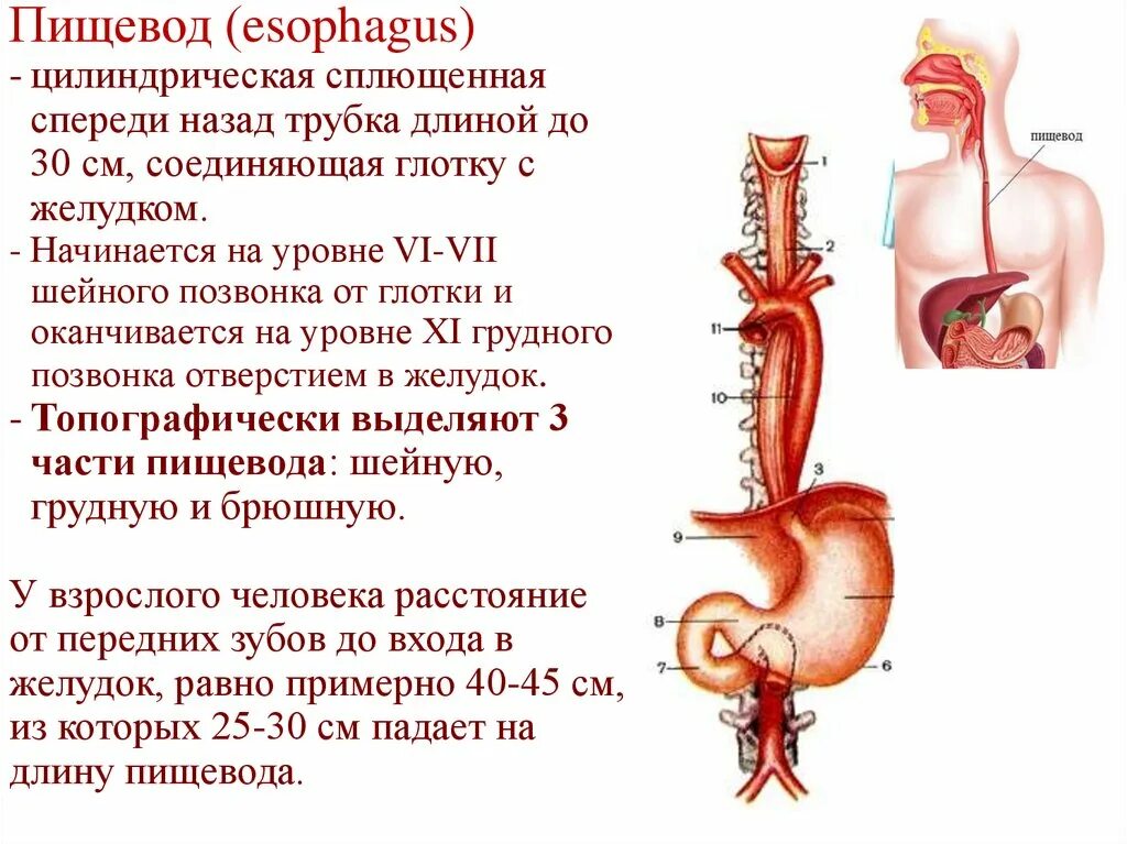 Искусственный пищевод. Где начинается пищевод. Длина пищевода у взрослого человека составляет.