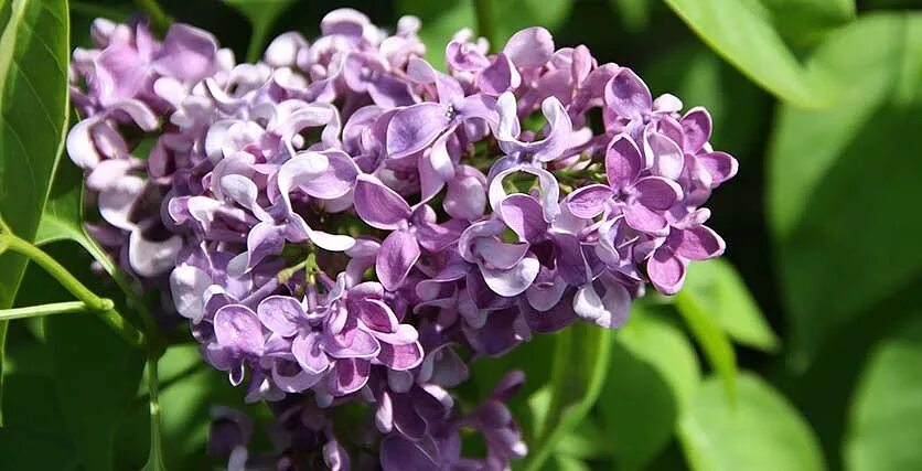 Сирень Syringa vulgaris.