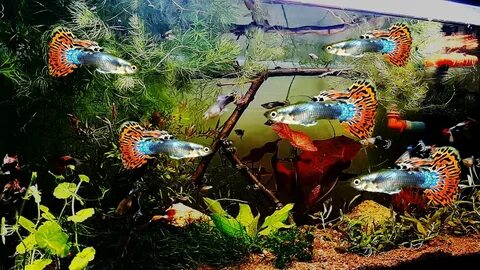 Гуппи в больших аквариумах
