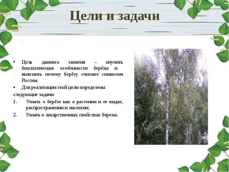 Почему березовый