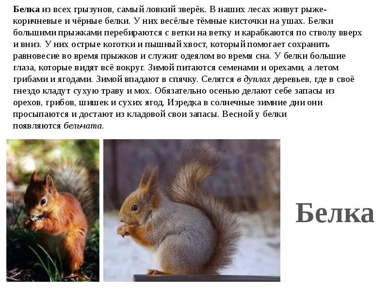 Доклад про белку. Рассказал про белку. Рассказал про белку. Доклад про белку. Рассказ про белку.