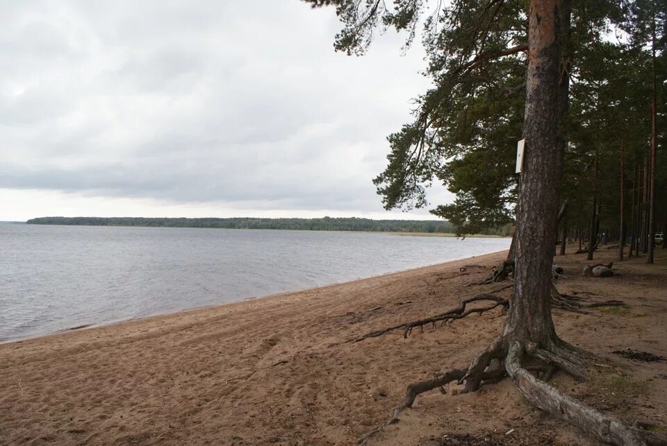 Озеро глубокое Выборгский район. Озеро глубокое Кингисеппский район. Озеро глубокое Ленинградская область. Озеро глубокое Ленинградская область Выборгский район золотой пляж.