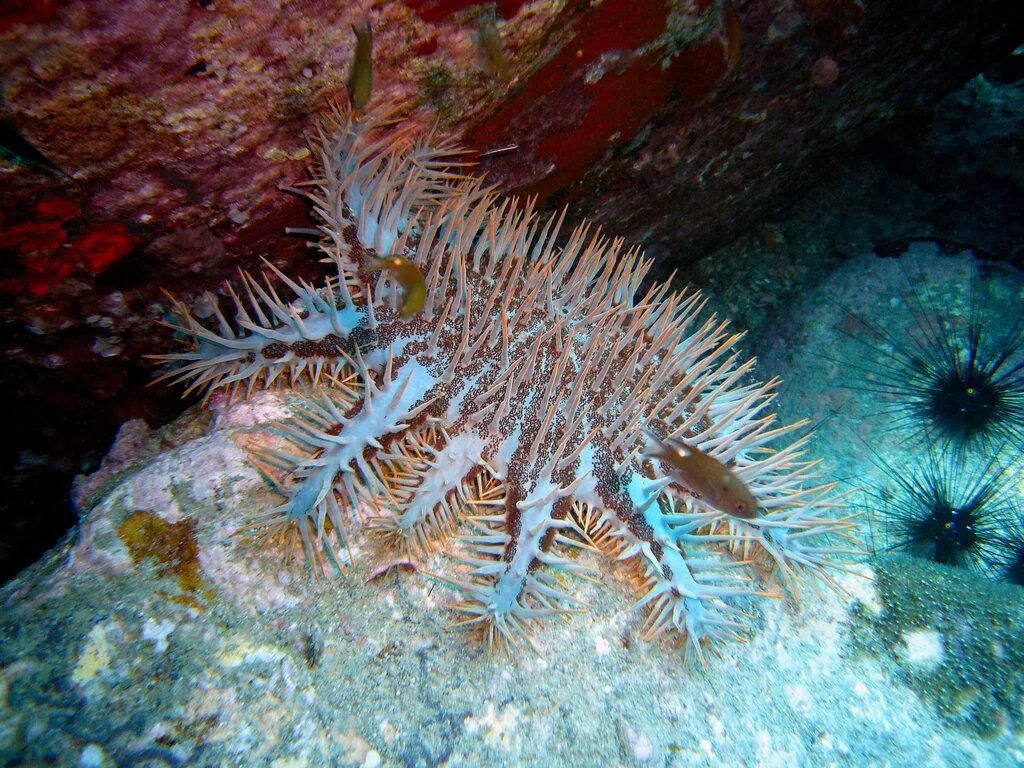 Морской терновый венец. Акантастер морская звезда. Терновый венец (Acanthaster planci). Терновый венец морская звезда. Терновый венец иглокожие.