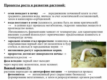 Процесс ростов