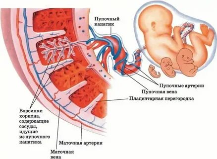 Сосуды зародыша