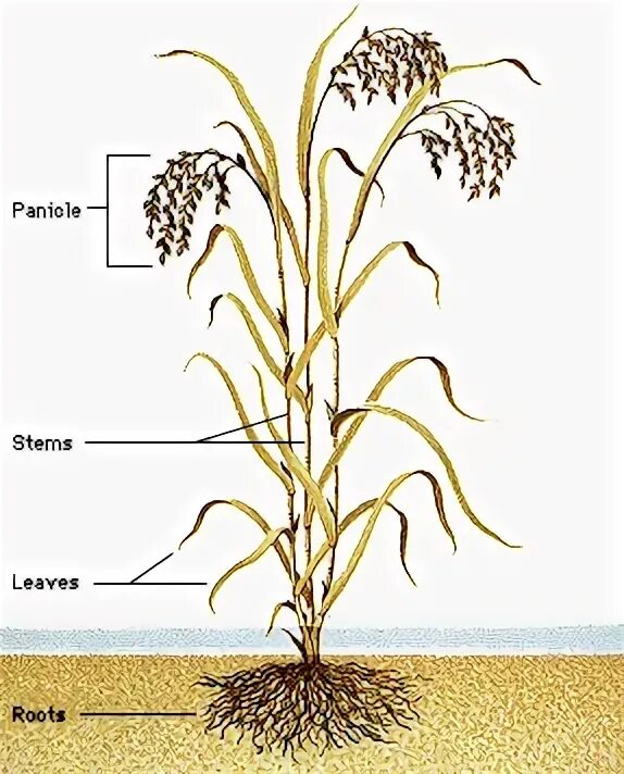 Корневая система риса посевного. Стебель риса посевного. Рис корневых систем пшеницы. Корневая система овса. Жито корень