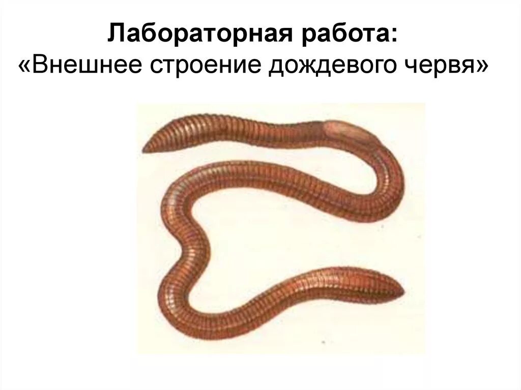 Строение дождевого червя. Строение дождевого червя 7 класс биология. Кольчатые черви многообразие. Внешнее строение дождевого червя. Внешнее строение червя