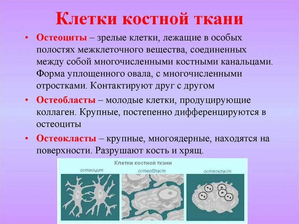 Клетки костной ткани и их функции. Тип клеток костной ткани. Клетки Косьевой ткаени. Клетки разрушающие костную ткань. Какие клетки участвуют в делении