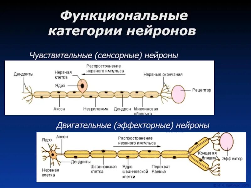 Эффекторные Нейроны. Сенсорный и эффекторный Нейрон. Распространение нервного импульса. Тактильные Нейроны.