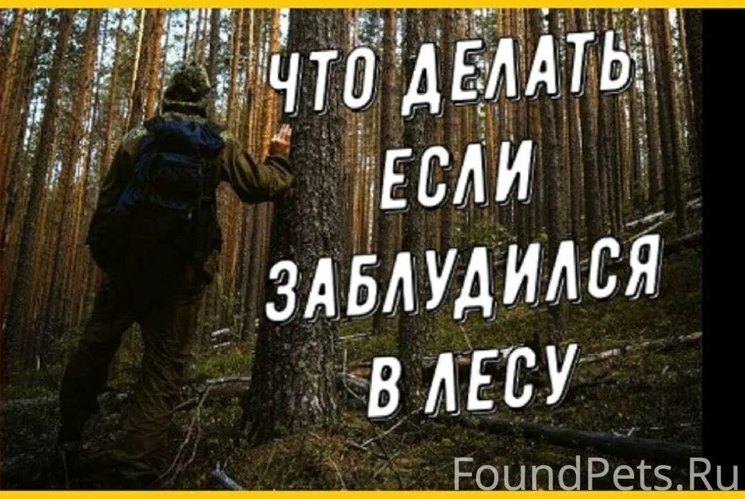 Что нужно делать в лесу если заблудился. Памятка заблудившемуся в лесу. Если заблудился в лесу. Что делать если заблудился. Если вы потерялись в лесу.
