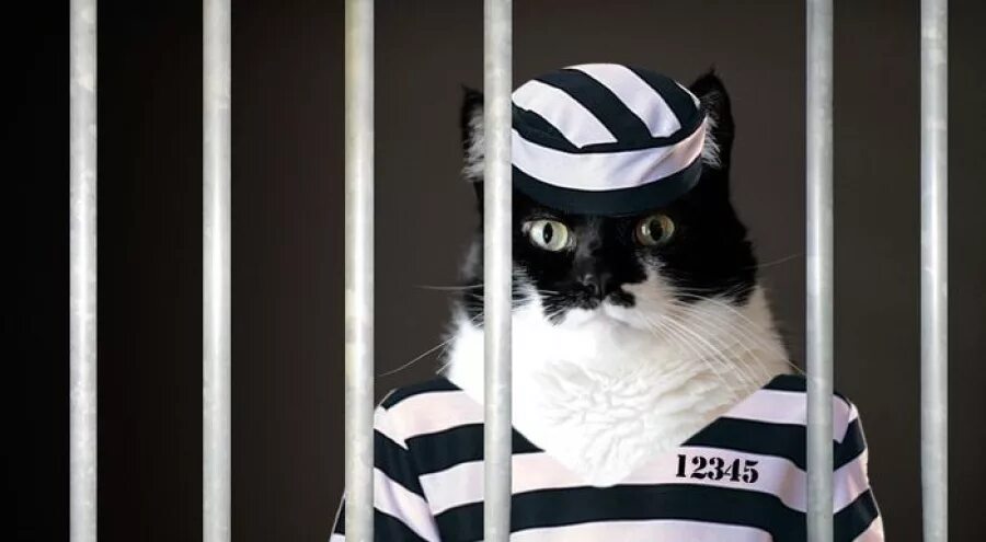Кот в тюрьме. Кот преступник. Кот за решеткой. Кот в тюремной робе. Кошка воровка