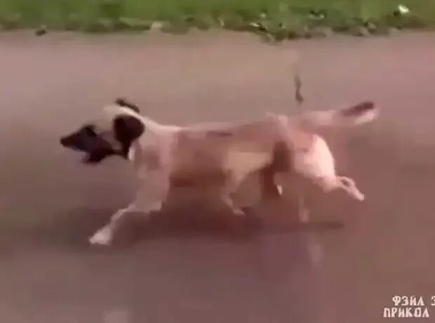 Пес притворился мертвым. Марти собака. Человек притворяется собакой. Человек притворяется собакой. Моя собака.