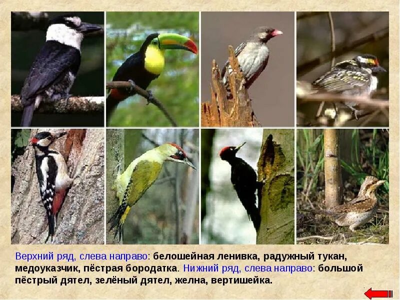 Разнообразие видов птиц. Отряд дятлообразные птицы. отряд дятлообразные представители. отряд птиц дятлообразные представители. типичные птицы.