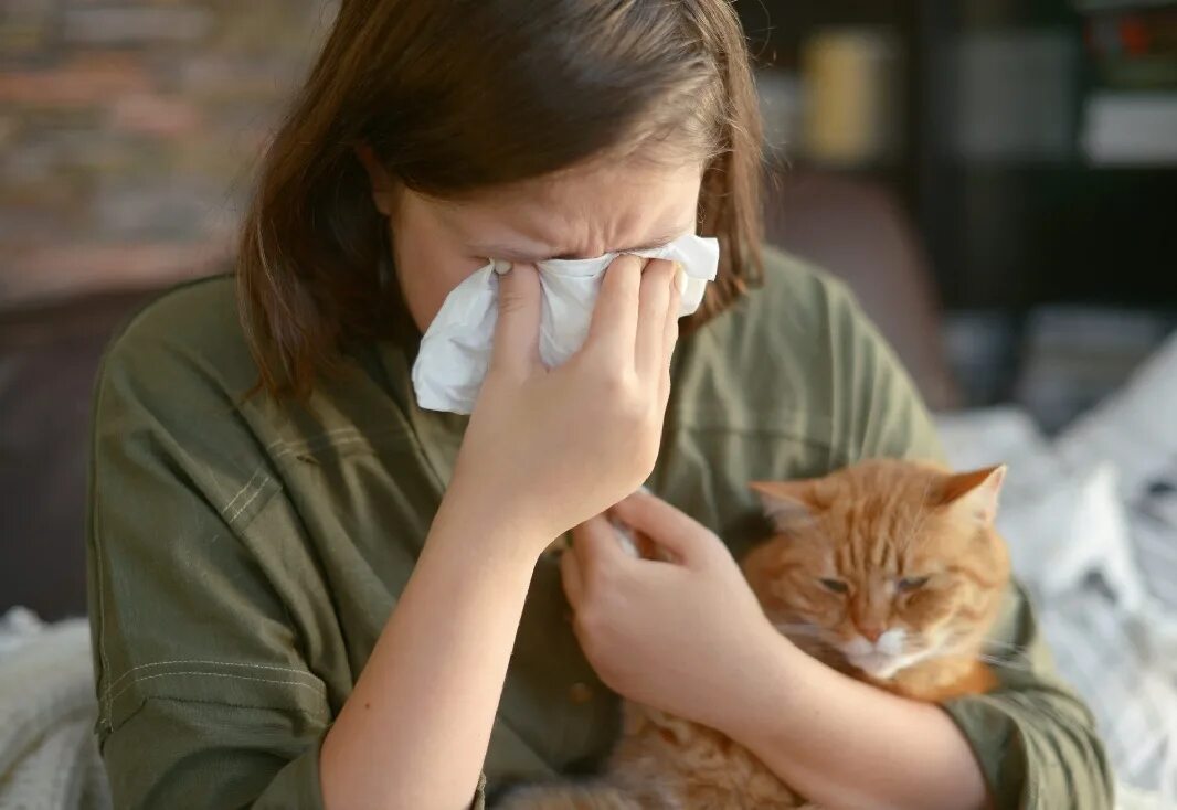 Аллергия на кошек. Аллергия на кошачью шерсть.