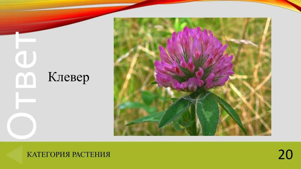 Загадка про клевер для детей. Стихотворение про клевер. Загадка про клевер для детей. Загадка про клевер для детей. Загадка о луговых травах.
