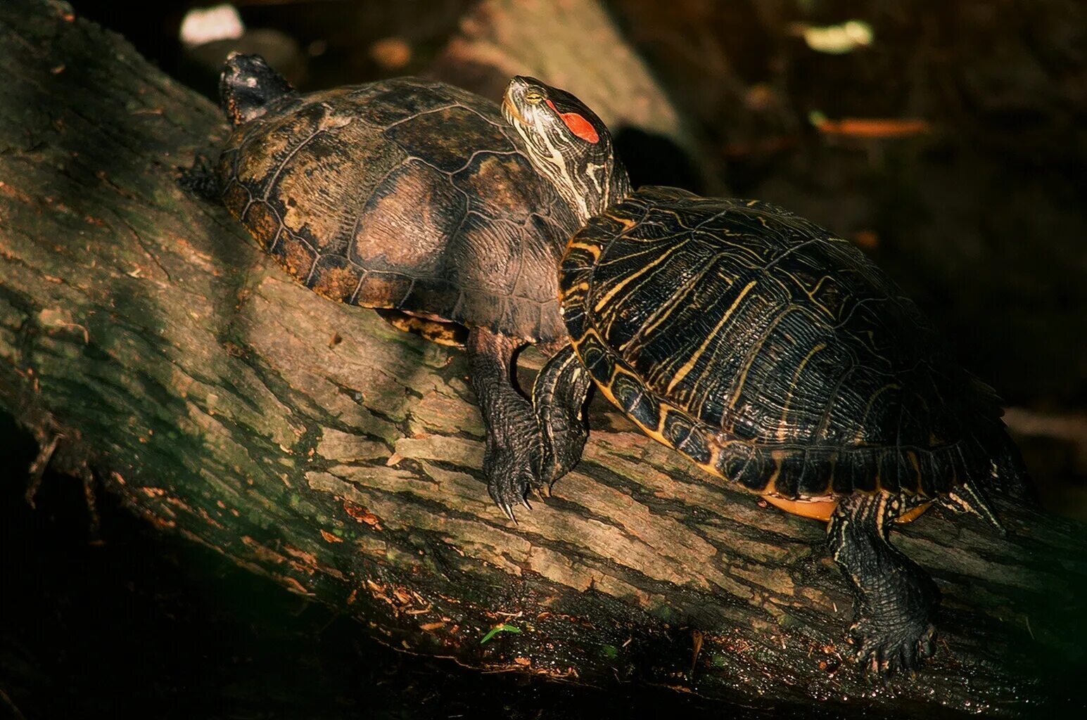 Красноухая черепаха хищная. Хищные черепахи красноухие. Красноухая черепаха хищник. Красноухая черепаха таксономия. Черепахи Северной Америки.