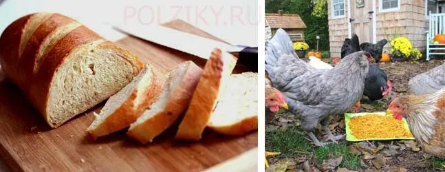 Куры и зерно. Картофель курицам несушкам. Птичник для цыплят. Мешанка для курей. Мешанка для кур.