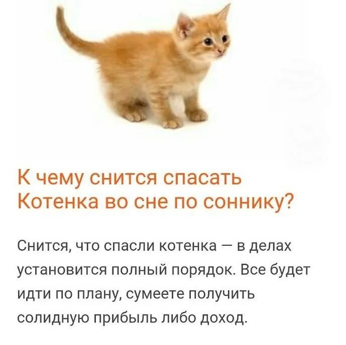Беременной приснился котенок. К чему снятся котята во сне. приснился котёнок к чему. сонник кошка. к чему снятся коты мужчине.