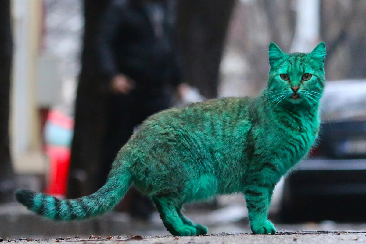 Как зовут зеленого кота. Зеленый кот. Как зовут зеленого кота. Кошка голубого цвета. Как зовут зеленого кота.