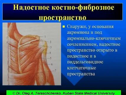 Лопаточная область топографическая