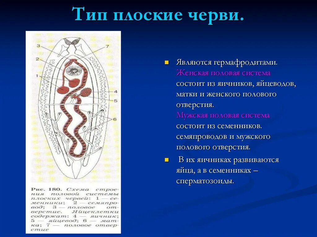 Гермафродитами являются черви. Половая система Тип плоские черви женская. Половая система плоских червей. Схема половой системы плоского червя. Продление рода органы размножения.