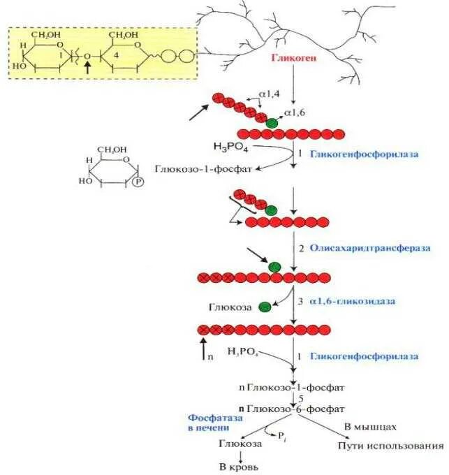 Распад гликогена биохимия схема. Схема гликогенолиза биохимия. Распад гликогена реакции. Синтез и распад гликогена биохимия.