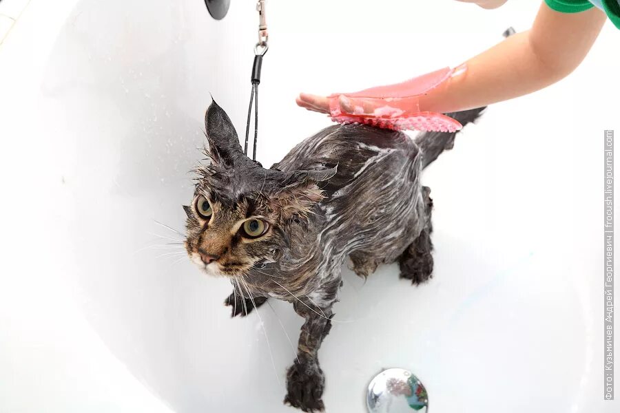 Когда можно мыть котенка. Кошка моется. мытье котов. помытый кот. мытые кошки.