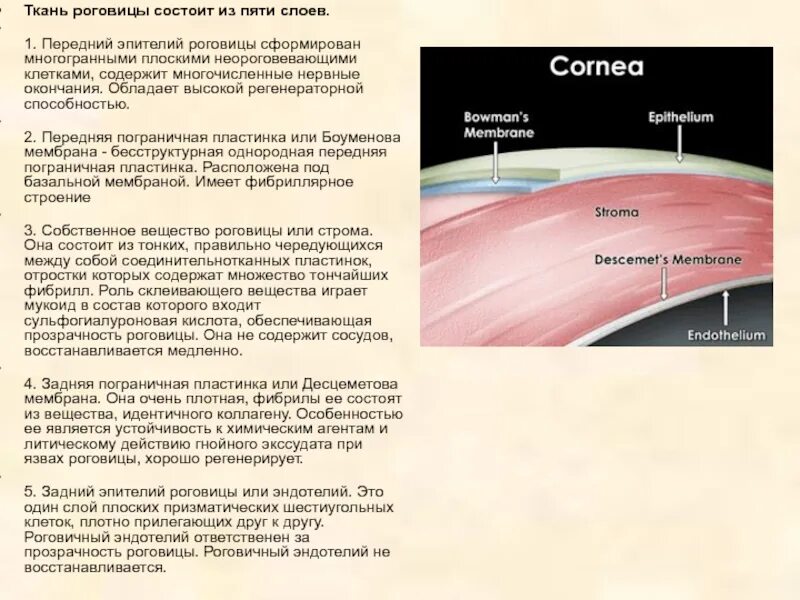 Роговица глаза гистология. Тканевой состав роговицы. Передняя Пограничная пластинка роговицы. Строение эпителия роговицы. Роговица характеристика