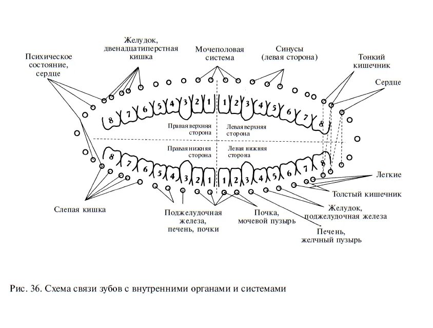 Связь зубов с органами. Связь зубов и внутренних органов схема. Зубы взаимосвязь с внутренними органами. Схема соответствия зубов внутренним органам. Схема связи зубов с внутренними органами и системами.