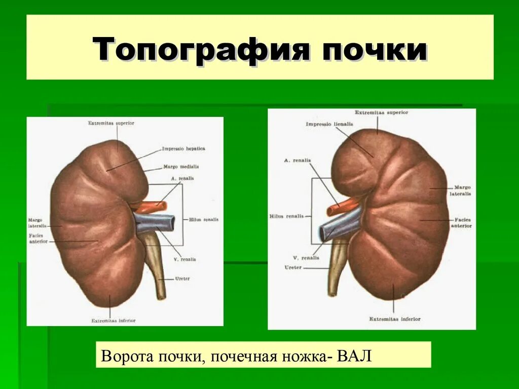 Топография наружное строение почки. Скелетотопия почек анатомия. Строение почки топографическая анатомия. Синтопия почек анатомия. Правая почка меньше левой